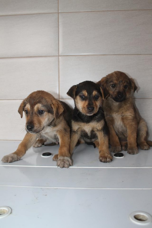 მეტისის ლეკვები უსახელო