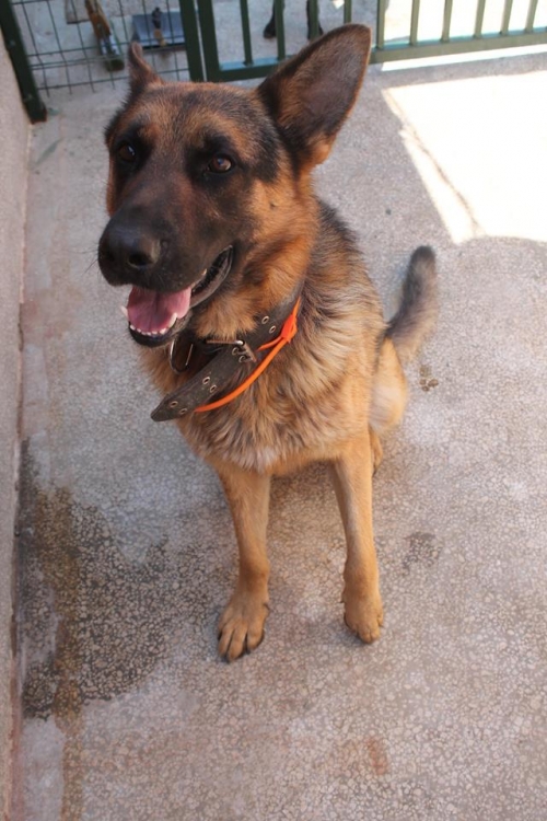 გერმანული ნაგაზი უსახელო