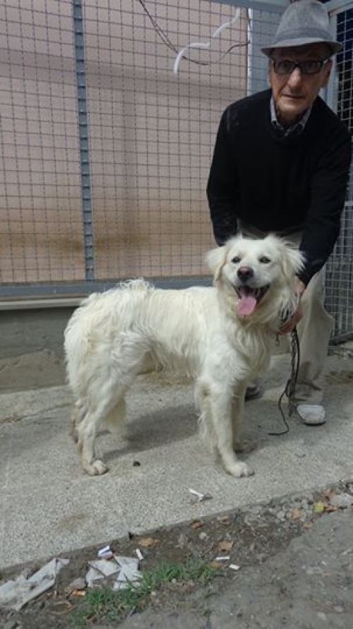 მეტისი ბელკა