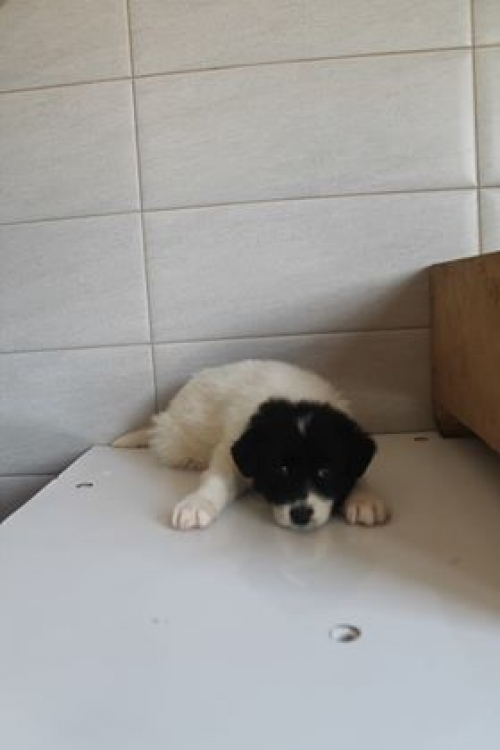 ქართული ქოფაკი უსახელო