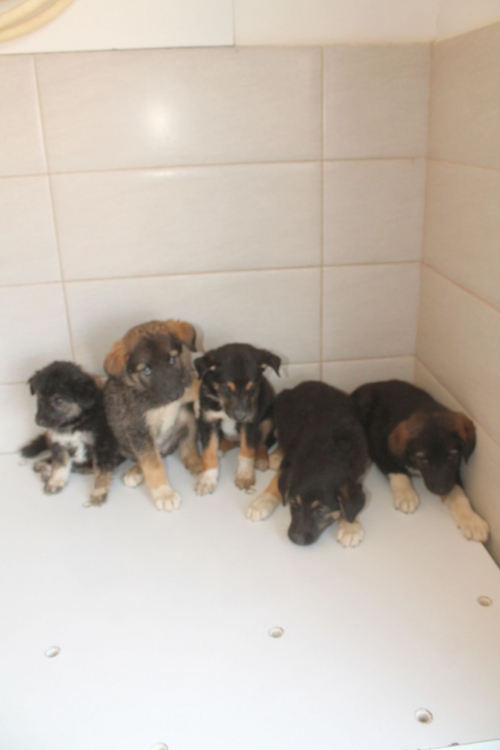 მეტისი უსახელო