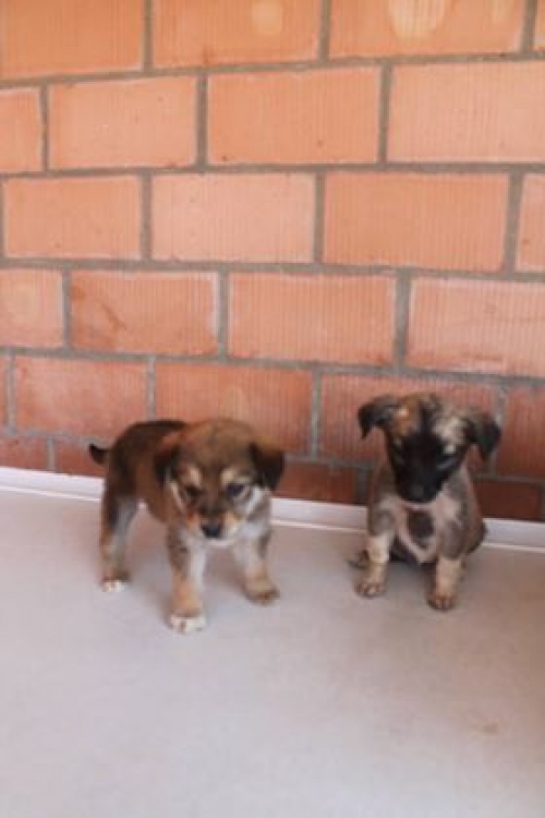 მეტისი უსახელო