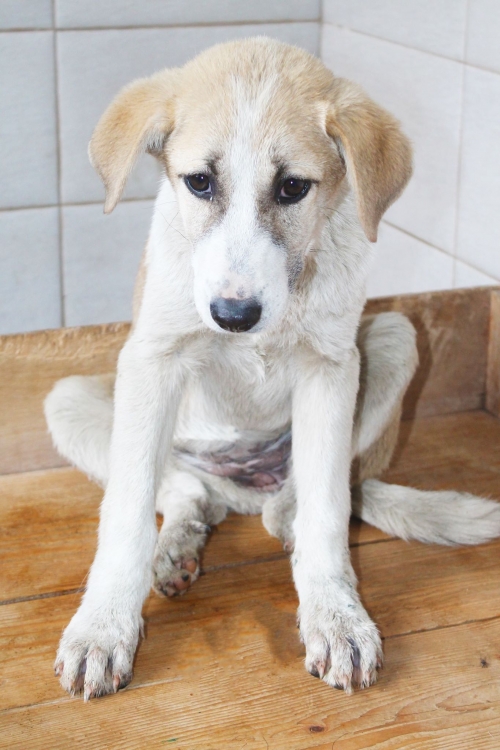 მეტისი უსახელო