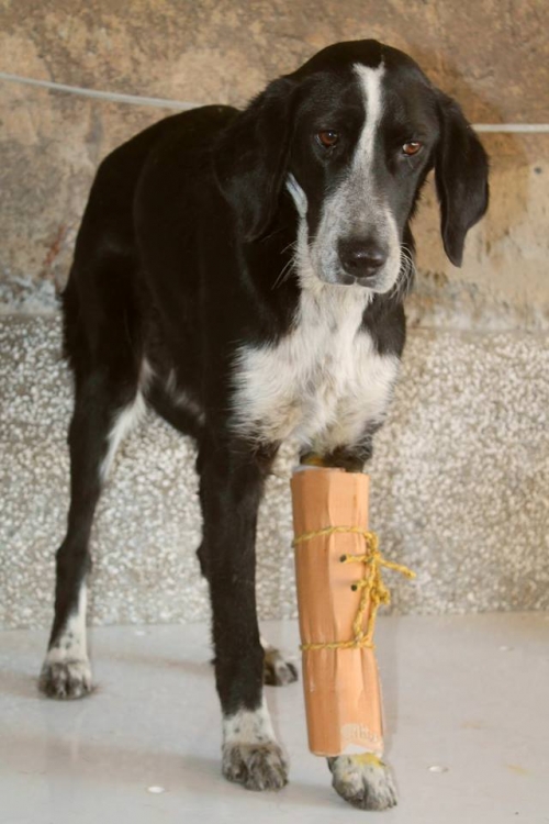 მეტისი უსახელო