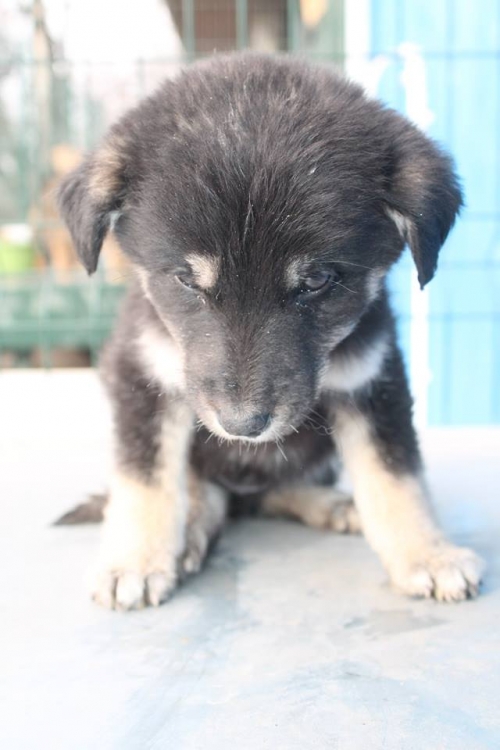 გერმანული ნაგაზის მეტისი ლესი