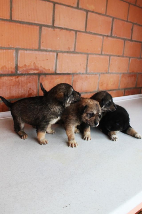 ქართული ქოფაკი უსახელო