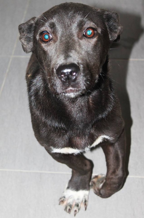 მეტისი უსახელო