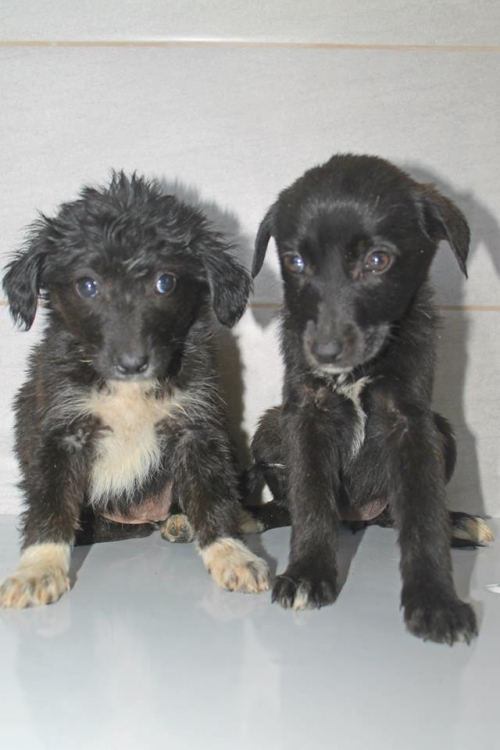 მეტისი უსახელო