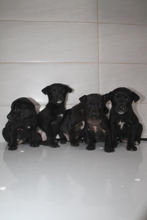 მეტისის ლეკვები უსახელო