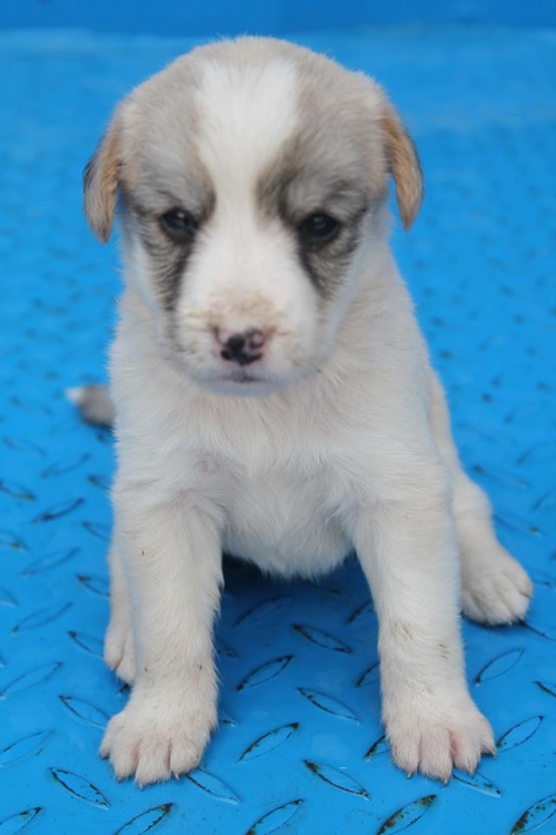 მეტისი უსახელო