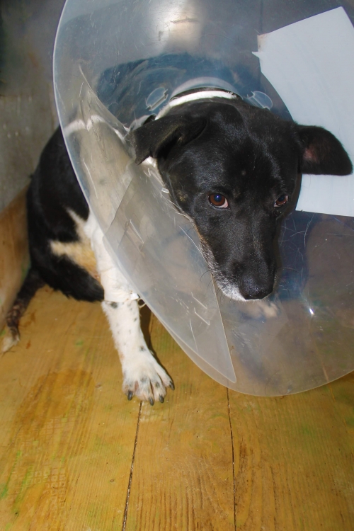 მეტისი უსახელო