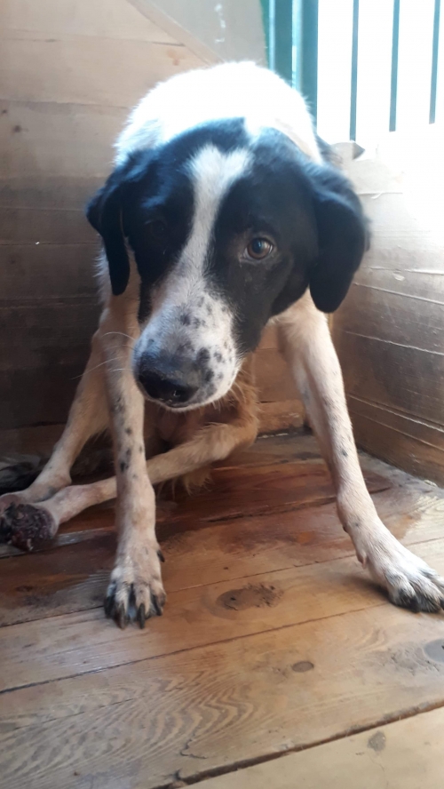 მეტისი უსახელო