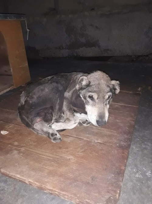 მეტისი უსახელო