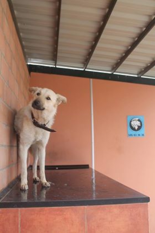 მეტისი დობი