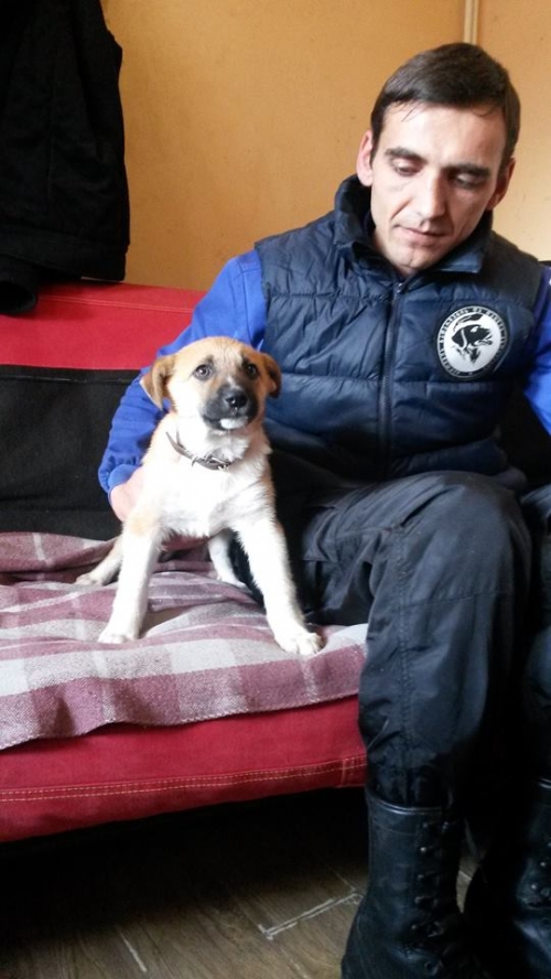 ქართული ქოფაკი უსახელო