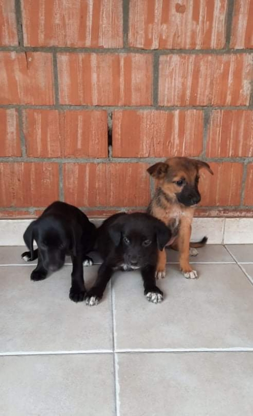 მეტისი დიაღმის ტყე პარკი