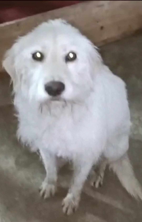 ბალონკა ავჭალა ლიბანის ქუჩა