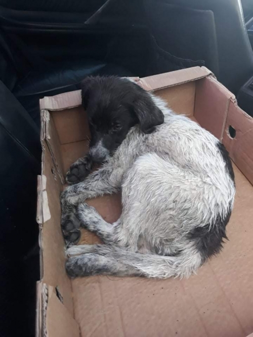 მეტისი ნახალოვკა ლევან ცქიტიშვილის ქჩ.