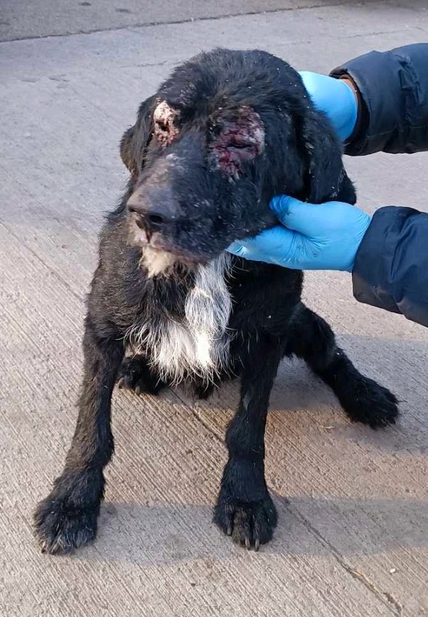 თელავი. ჩარლი