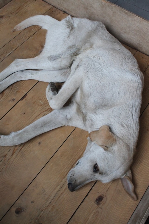 ლაბრადორის მეტისი უსახელო