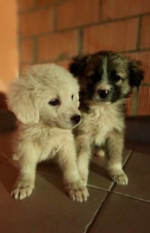 მეტისი თბილისის ზღვაზე ნაპოვნია