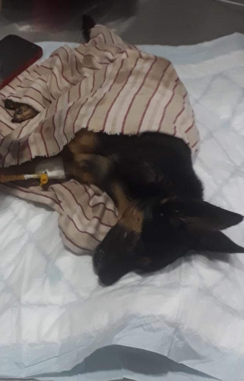 ტოი ტერიერ უსახელო