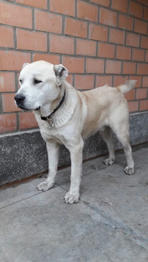 ქართული ნაგაზი უსახელო