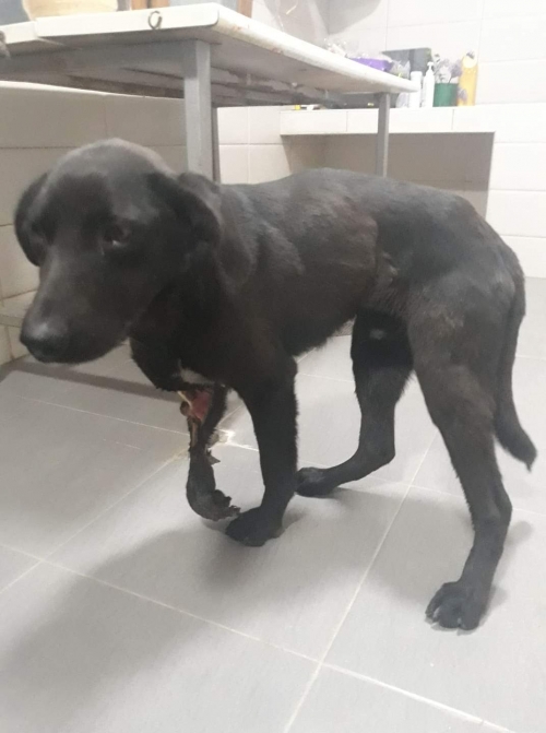 მეტისი იგოეთის გზა