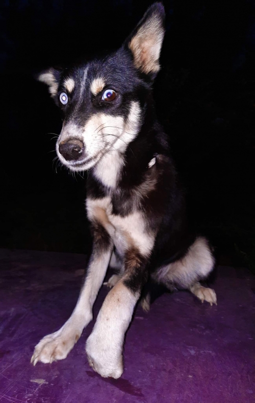 მეტისი უსახელო