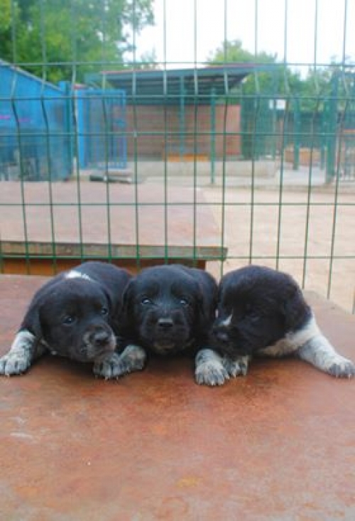 დრათხარი უსახელო