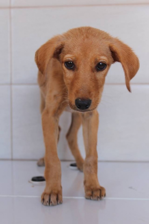 მეტისი უსახელო