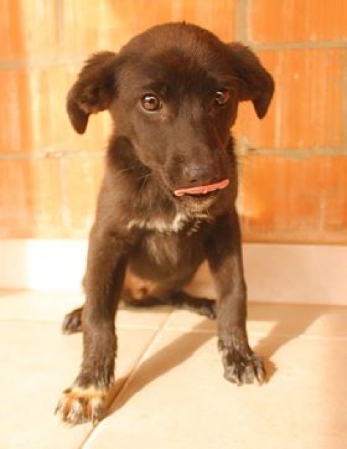 მეტისი უსახელო