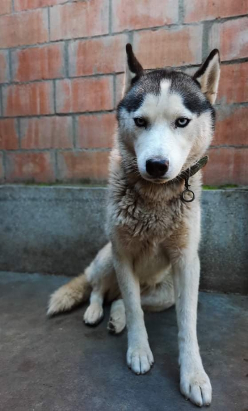 ლაიკა ლაქი