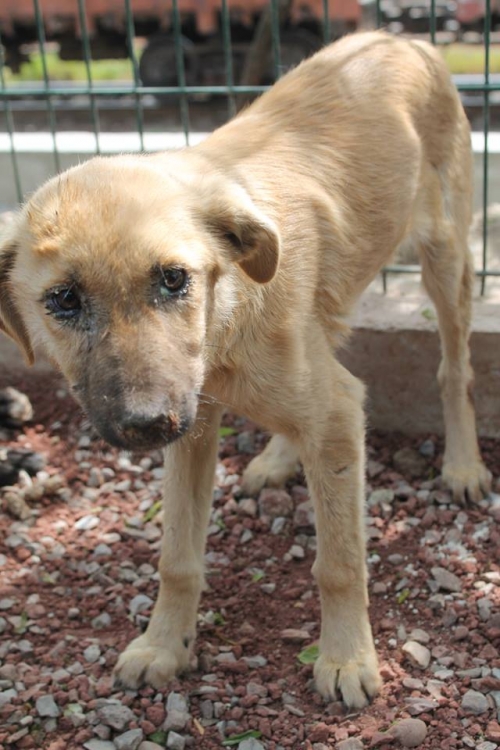 მეტისი უსახელო