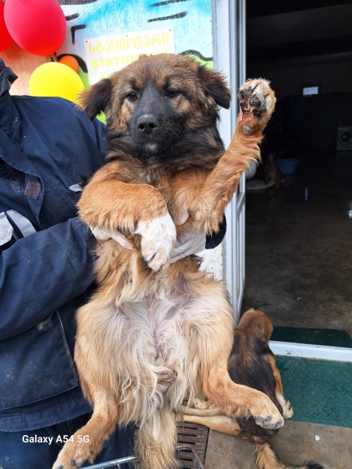 ქართული ქოფაკი სოფელი ყარაჯალა