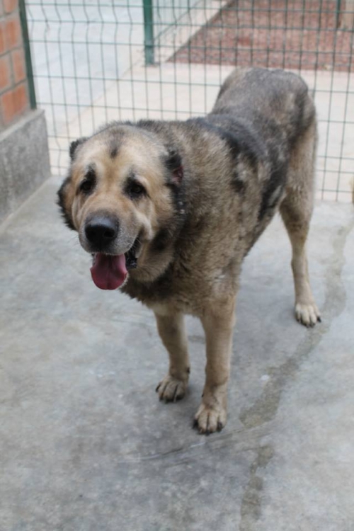 ქართული ნაგაზი ჯულბა