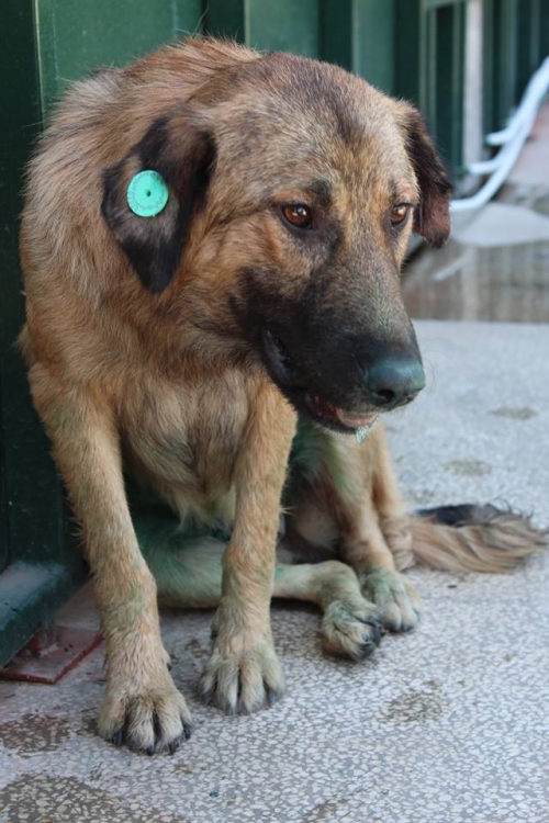 მეტისი უსახელო