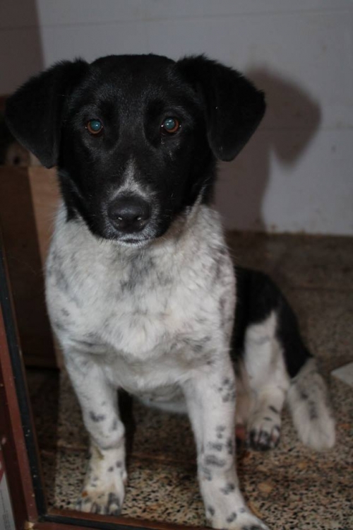 მეტისი უსახელო