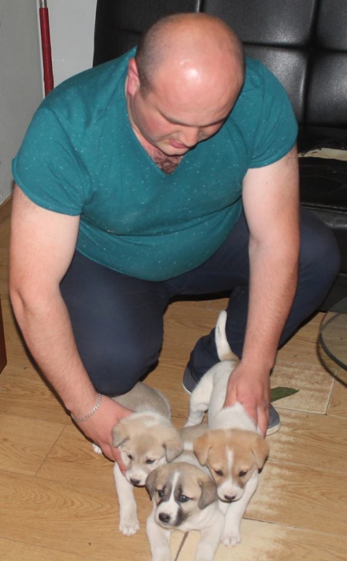 ქართული ქოფაკი უსახელო1