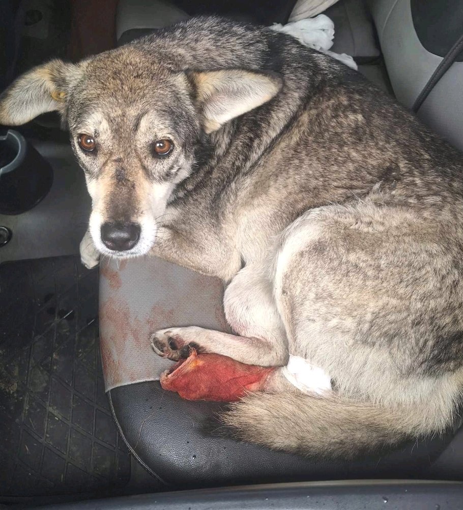 მეტისი. სარაჯიშვილის მეტრო