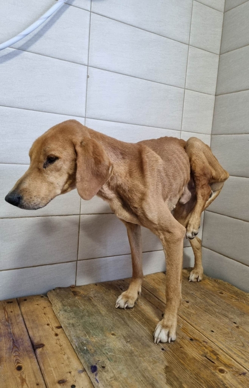 მეტისი საჩხერეს რაიონი