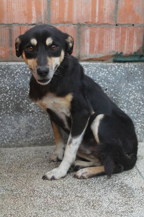 მეტისი ფინკა