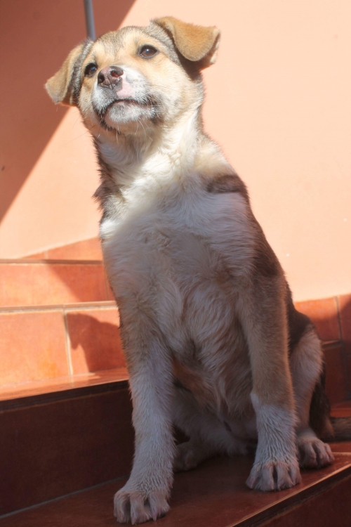 მეტისი მოლი