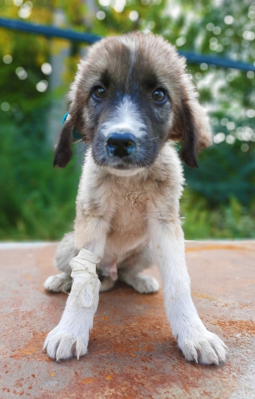 ქართული ქოფაკი უსახელო