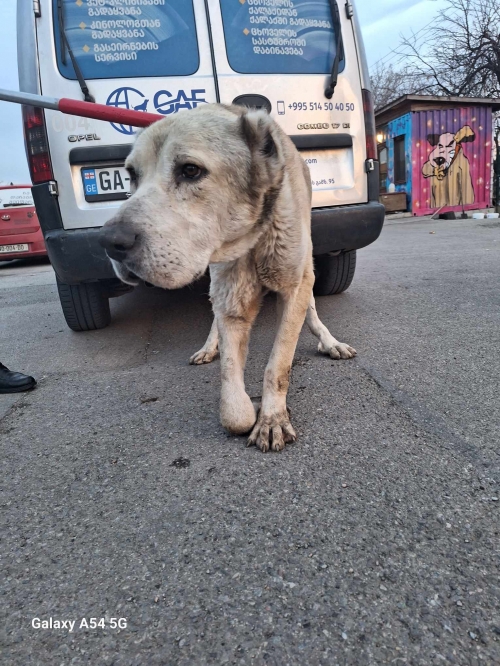 ქართული ნაგაზი ქუთაისი