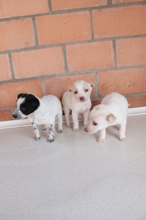 მეტისის ლეკვები უსახელო