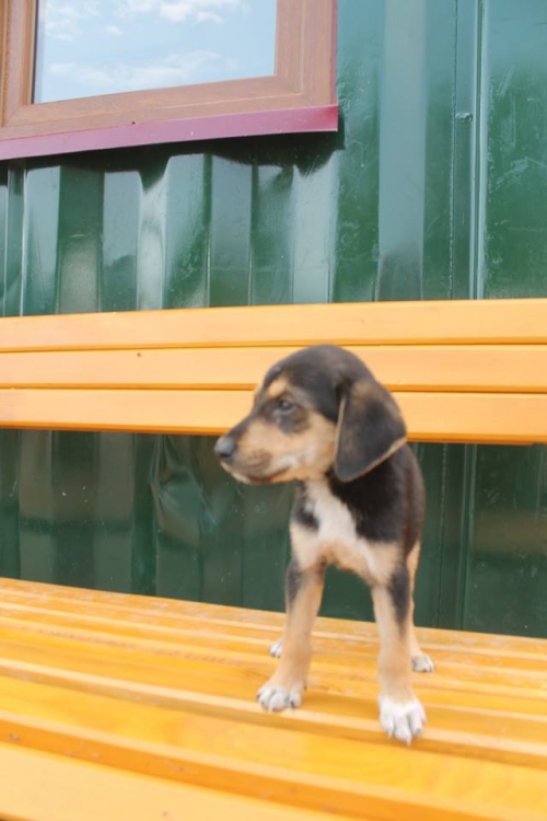 მეტისი უსახელო