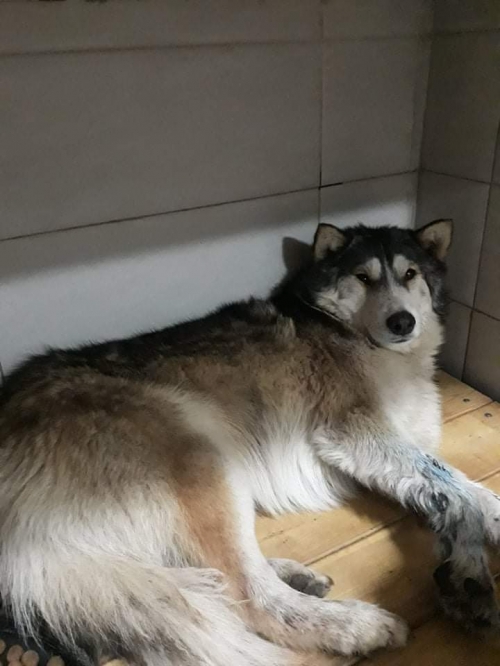 ლაიკა ჯეკი