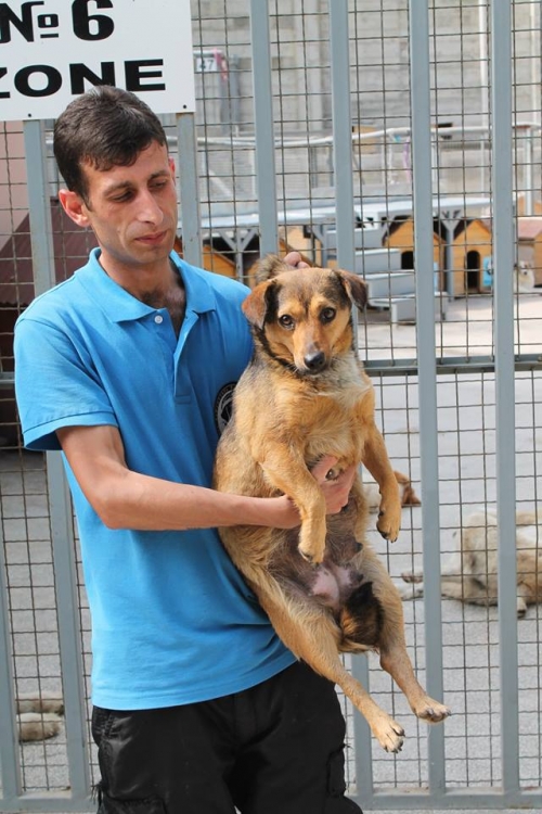 მეტისი უსახელო