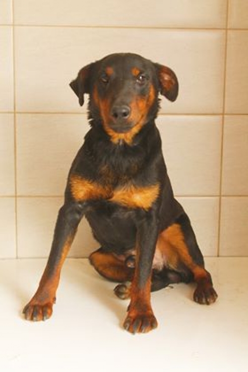 იაქტერიერი უსახელო